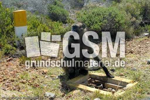 Tschakma Pavian (16 von 48).jpg